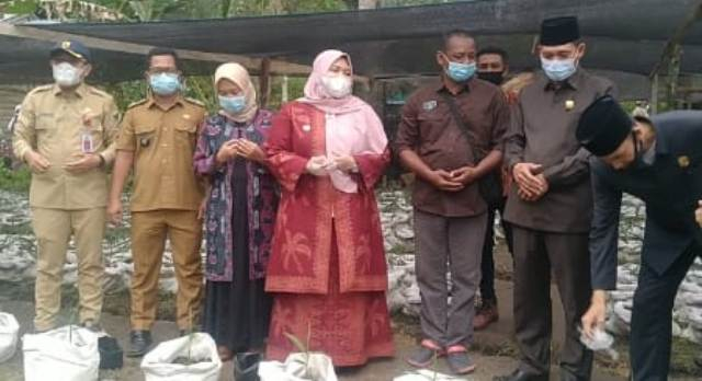 Waka DPRD Muarojambi Saat Mendampingi Bupati Masnah meninjau Budidaya Jahe Merah